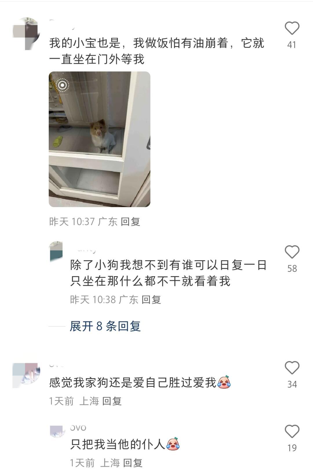 原来狗狗真的爱主人胜过爱自己原来狗狗真的爱主人胜过爱自己🐶