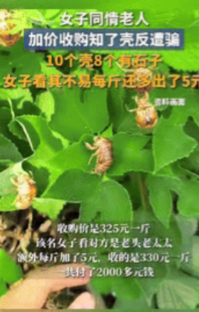 “坏了良心！”陕西铜川，一女子收购知了壳，看卖家是个老人，就将原本325元1斤的