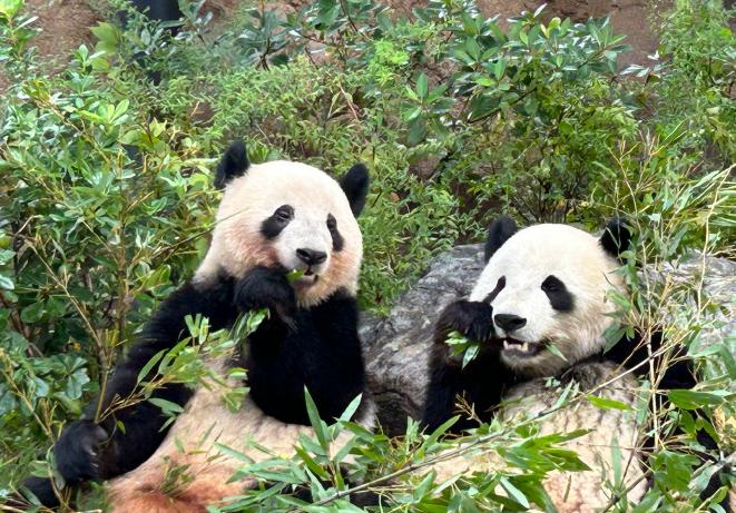 日本已经完全没有回头的余地了，因为中国不会让他们回头！看中国最近的动作就知道了。