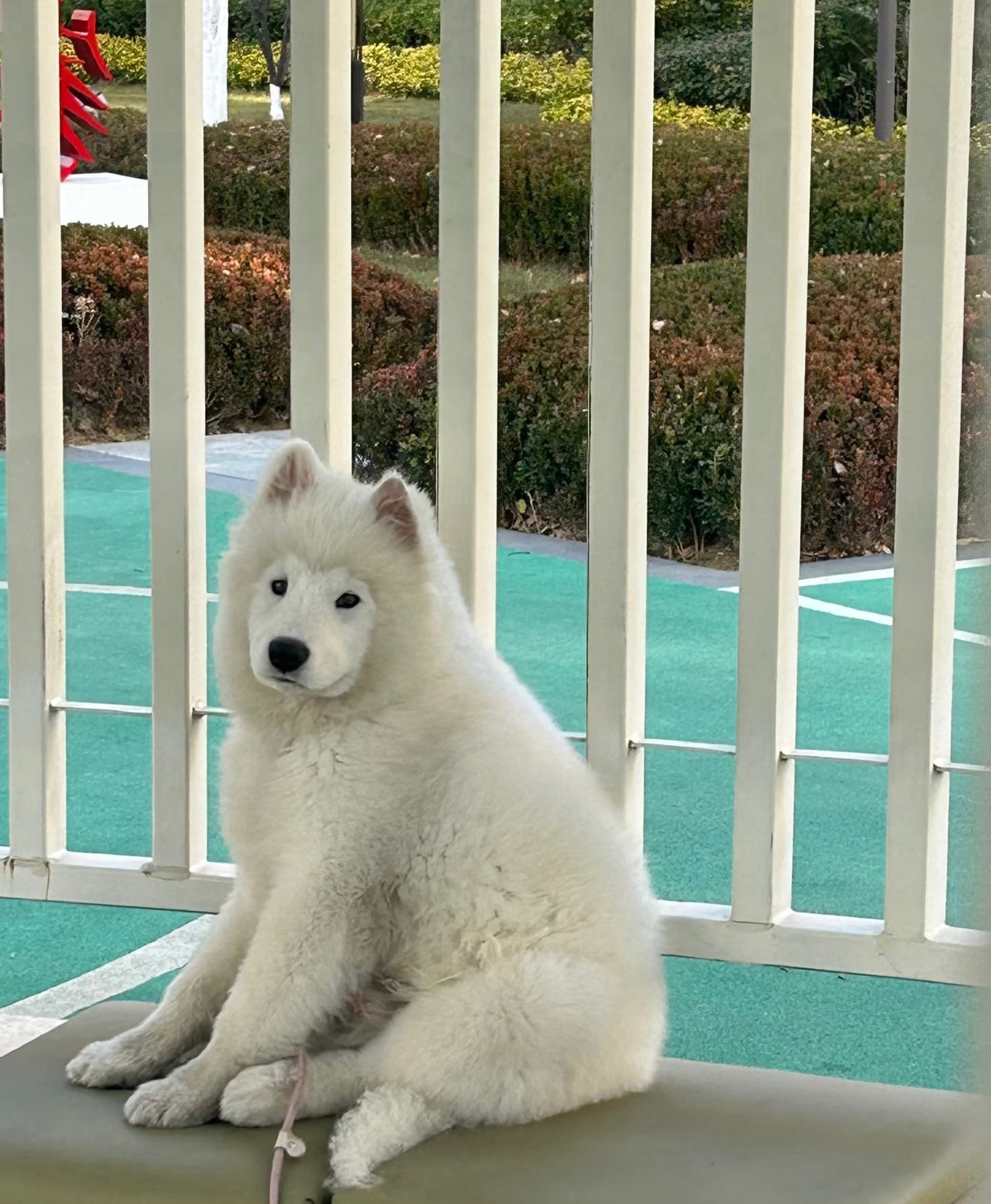 尴尬期的萨摩耶：不跟你们玩了，说我是小猴！