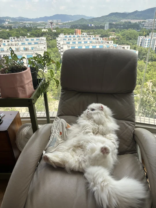 少爷的惬意生活