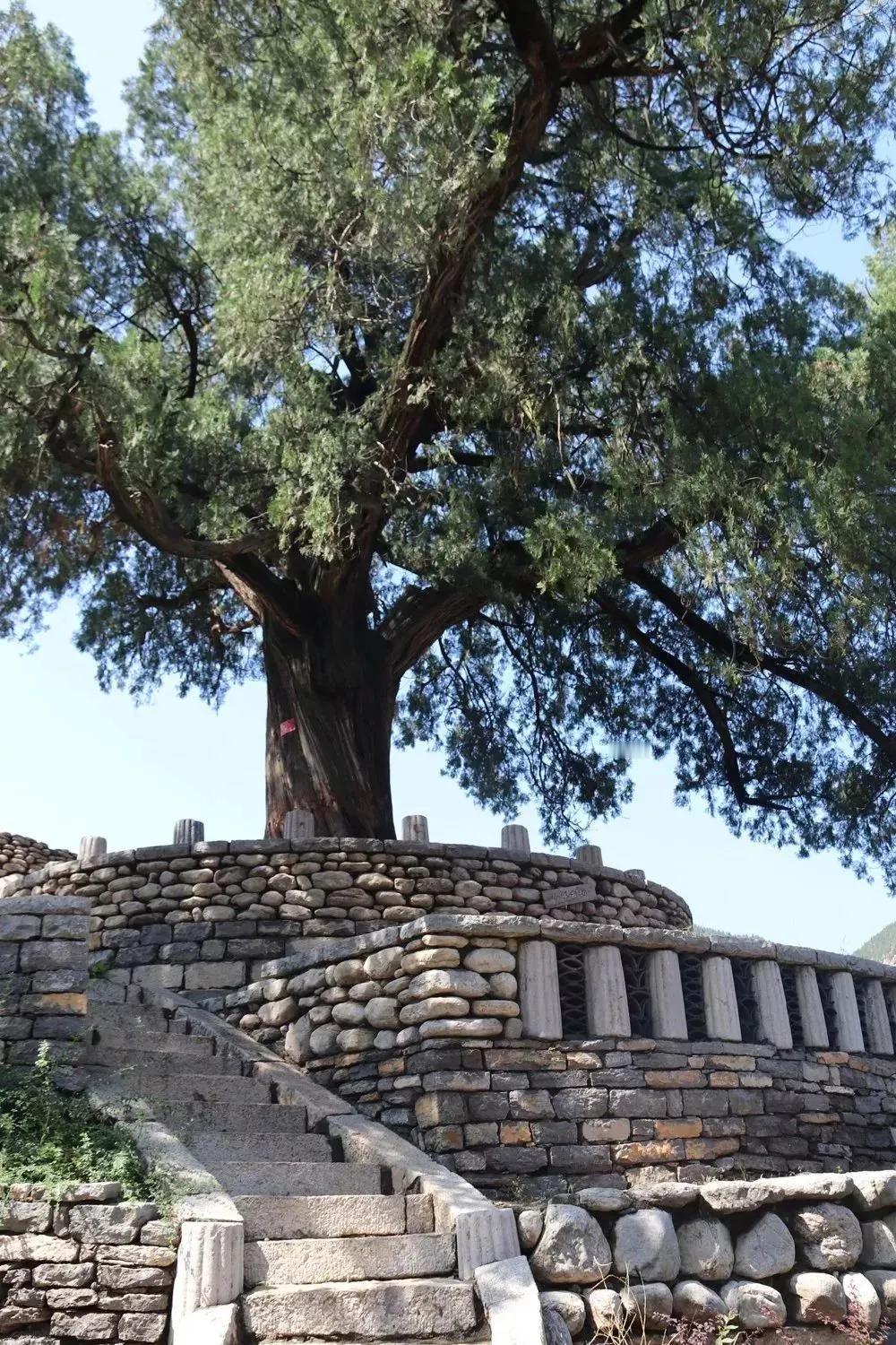 在淄博市淄川区太河镇，有一个以树命名的村，因为一棵满载故事的柏树而被命名为柏树村