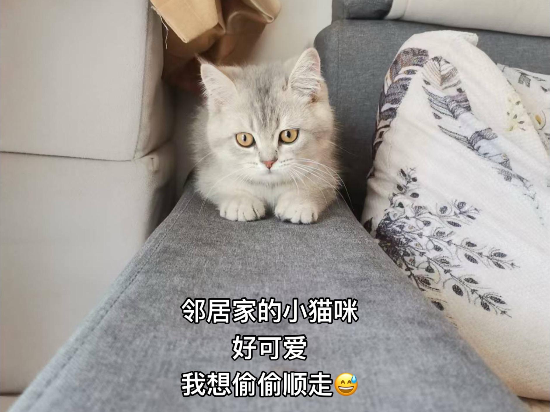 好可爱的小猫咪呀。