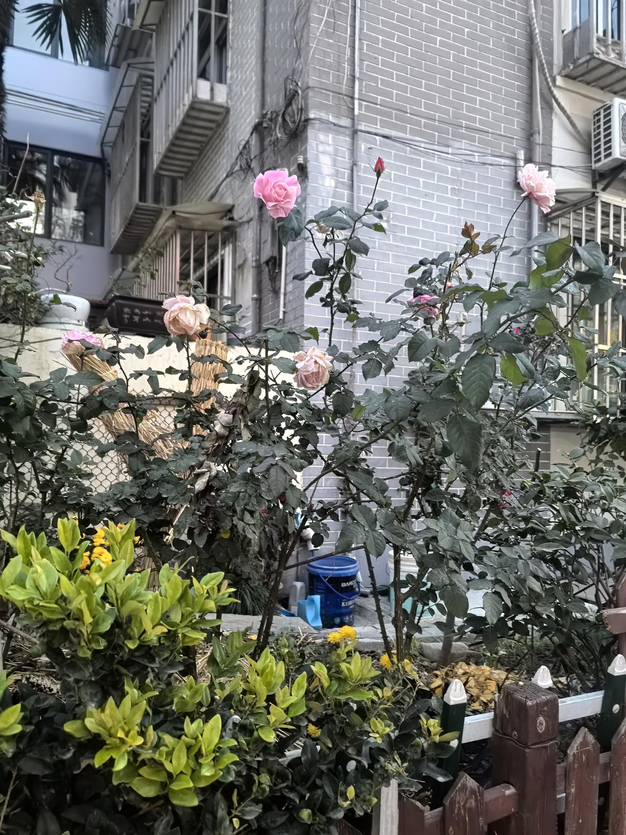 时间过得很快，陪我爸来上海看病已经三天了。今天是我来上海的第二个清晨，凌晨醒来，