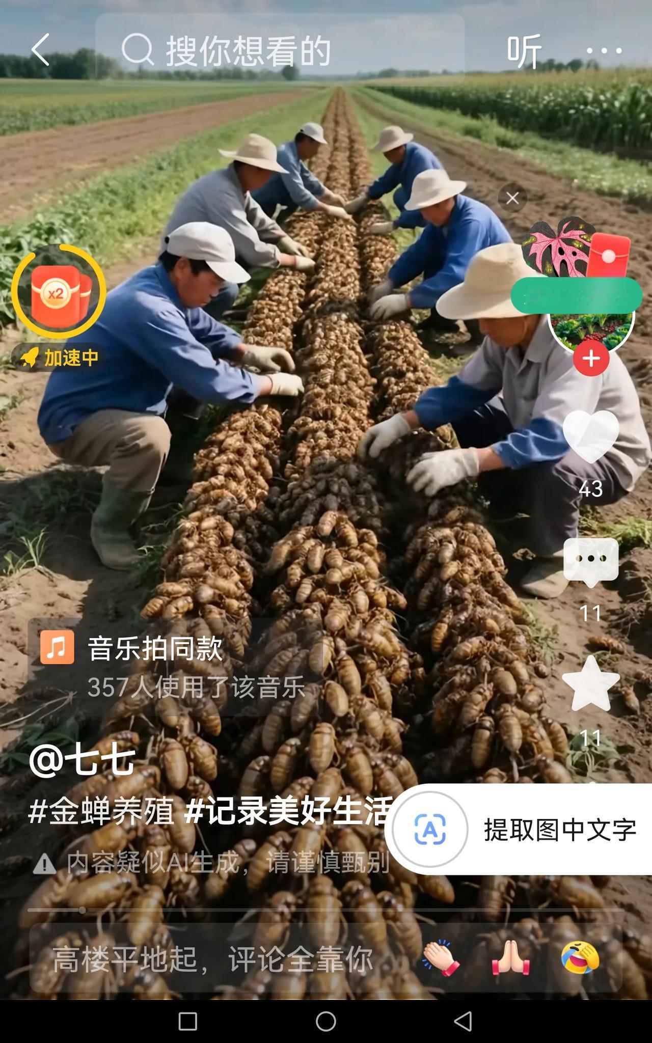 看了个小视频，金蝉原来是这样养殖出来的。看着养殖金蝉似乎很容易，密密麻麻的，太喜