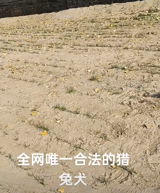 兔妈：怎么这么晚才回来兔子：溜狗呢​​​