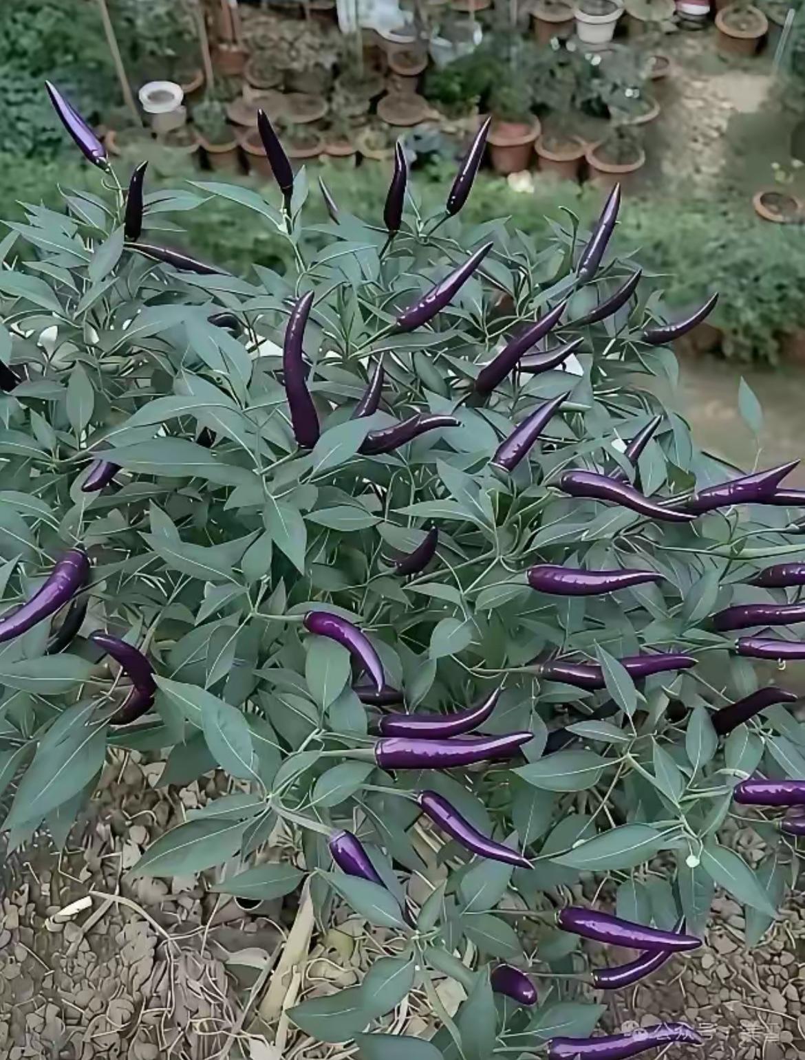 想问一下网友，这是茄子还是辣椒？