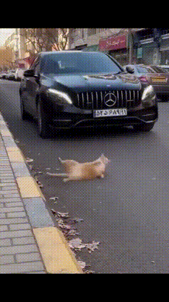 这年头，连猫咪都学会碰瓷了！[捂脸哭][捂脸哭][捂脸哭][大笑][大笑][大笑]