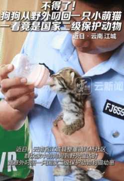 “真吓坏了！”云南江城，一男子家的狗狗到野外溜达时，竟意外叼回一只幼猫，男子发现
