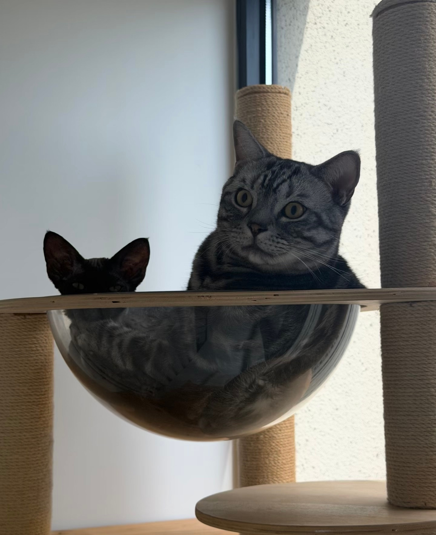 正在cos美人鱼的猫猫们