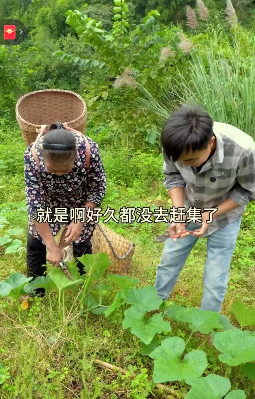 看到徐三娃和岳母在南瓜地摘南瓜，我忍了看到网友说“妈妈走后再也没吃过血皮菜，我