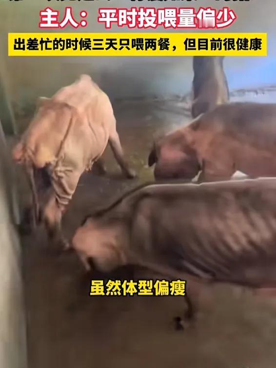 “真是开眼了！”8月14日报道，广东，一男子养了头猪，这只猪和其他猪不一样，它骨