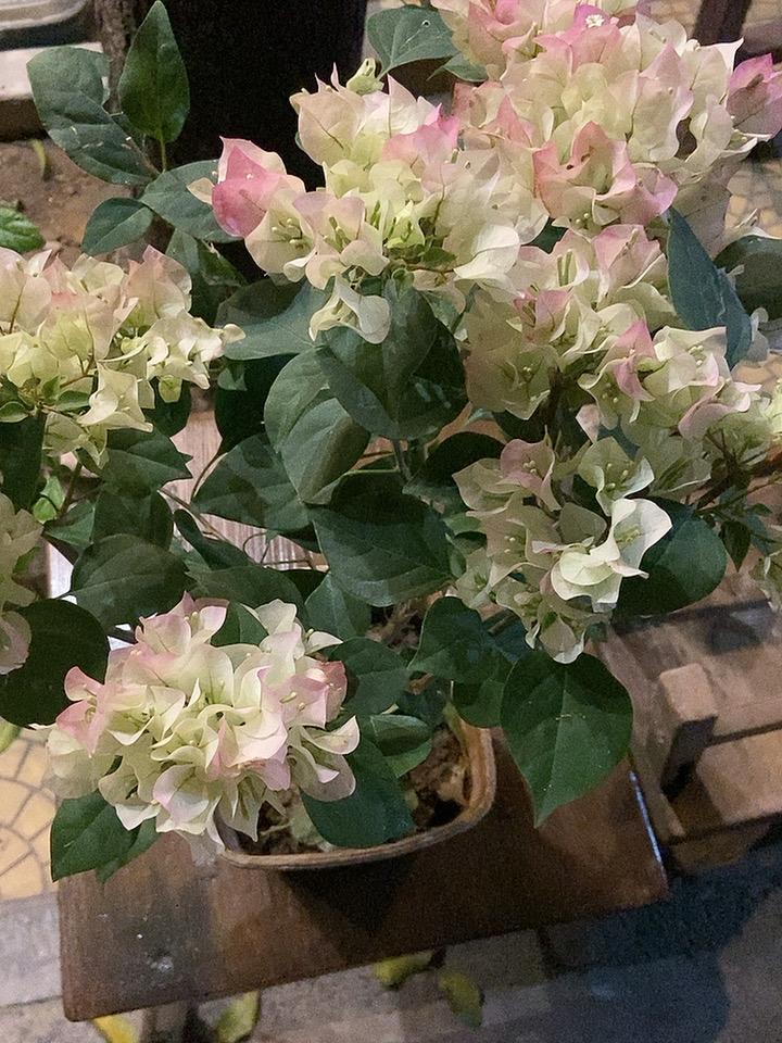 阳台那盆花开花了，我才懂：养花养的其实是自己的心以前总觉得养花是件麻烦事，水