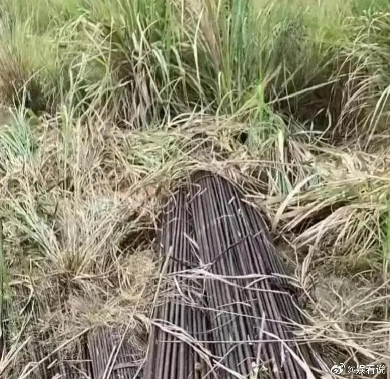 在野外发现的，是不是要暴富了？