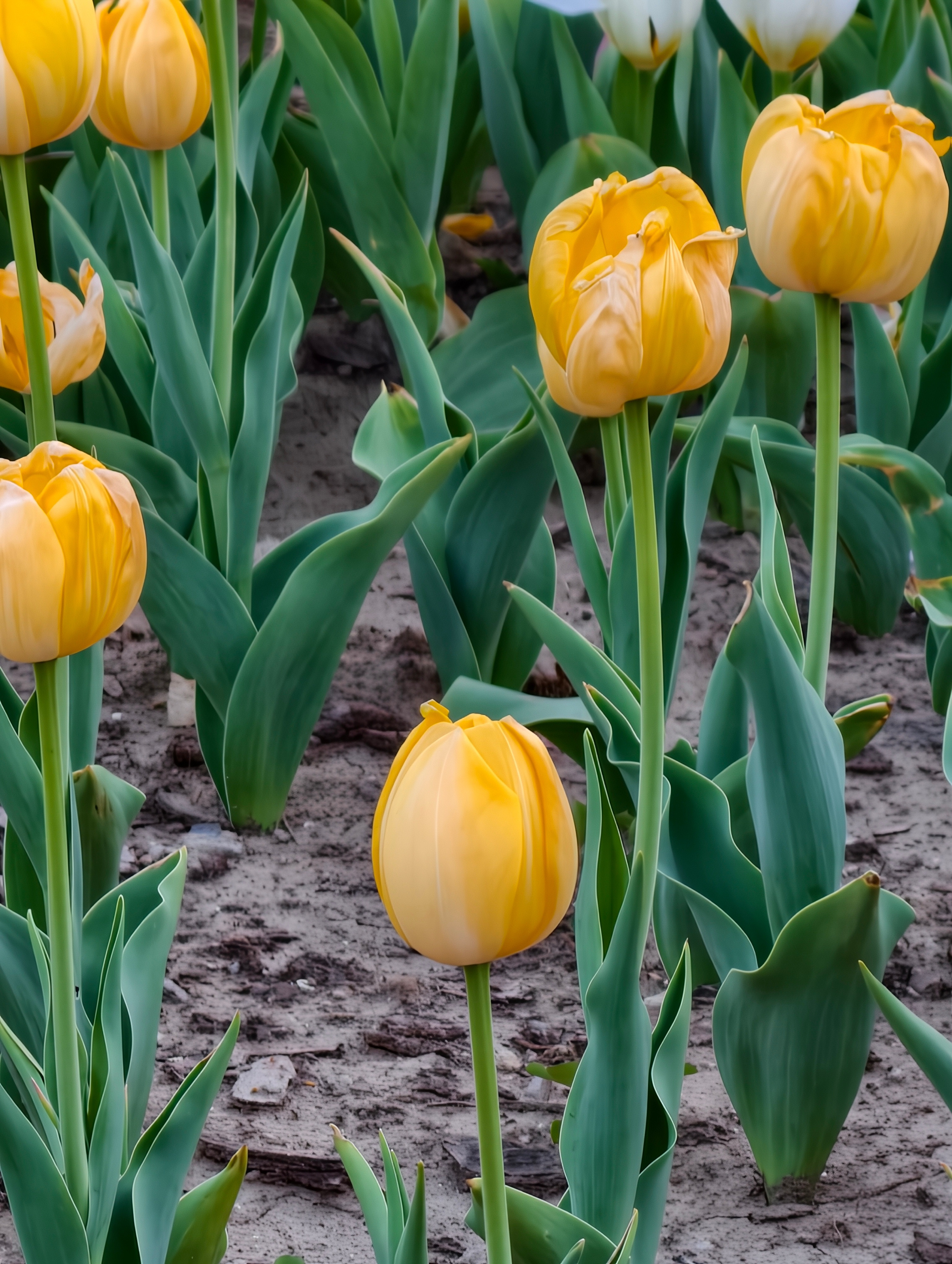 最近多了一些生活天津郁金香都开了最近文旅确实上大分天津