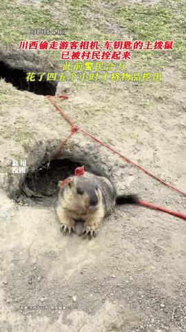 笑不活了！四川，土拔鼠偷走游客的车钥匙，村民们废了半天劲才拿回东西，为了让它长长