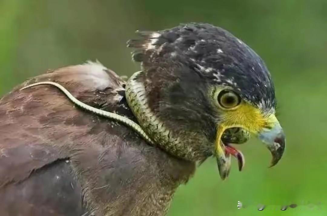 动物界的你死我活！都知道蛇雕是捕蛇高手，但高手也有失误的时候，这条蛇眼看就要被蛇