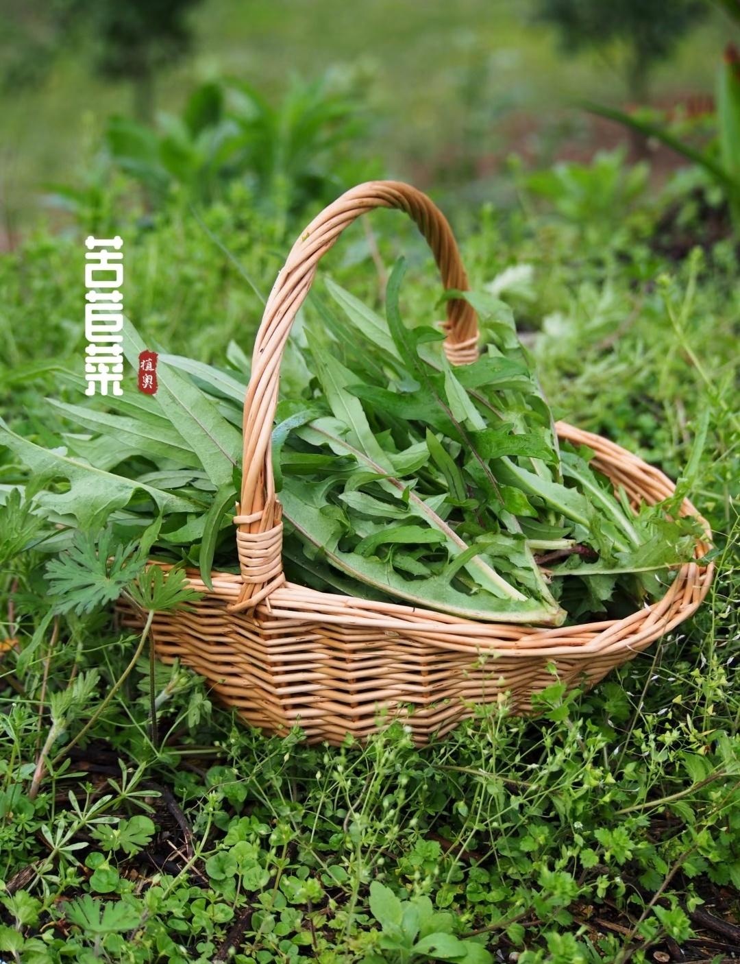 春风一吹，大地就绿了。此刻的田埂边，藏着比繁花更动人的春意🌱。一篮装满，是