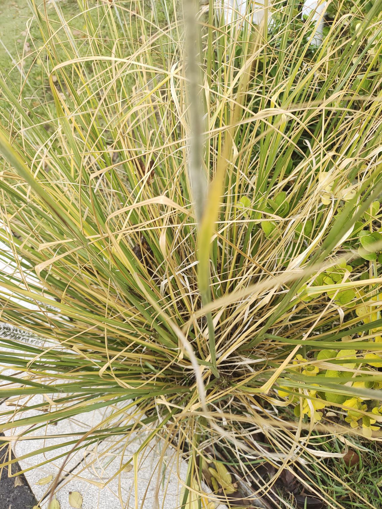 是我心大了吧，前几天孩子发烧吃了四五天药都是断断续续39.8孩子嘴唇都裂口有血丝