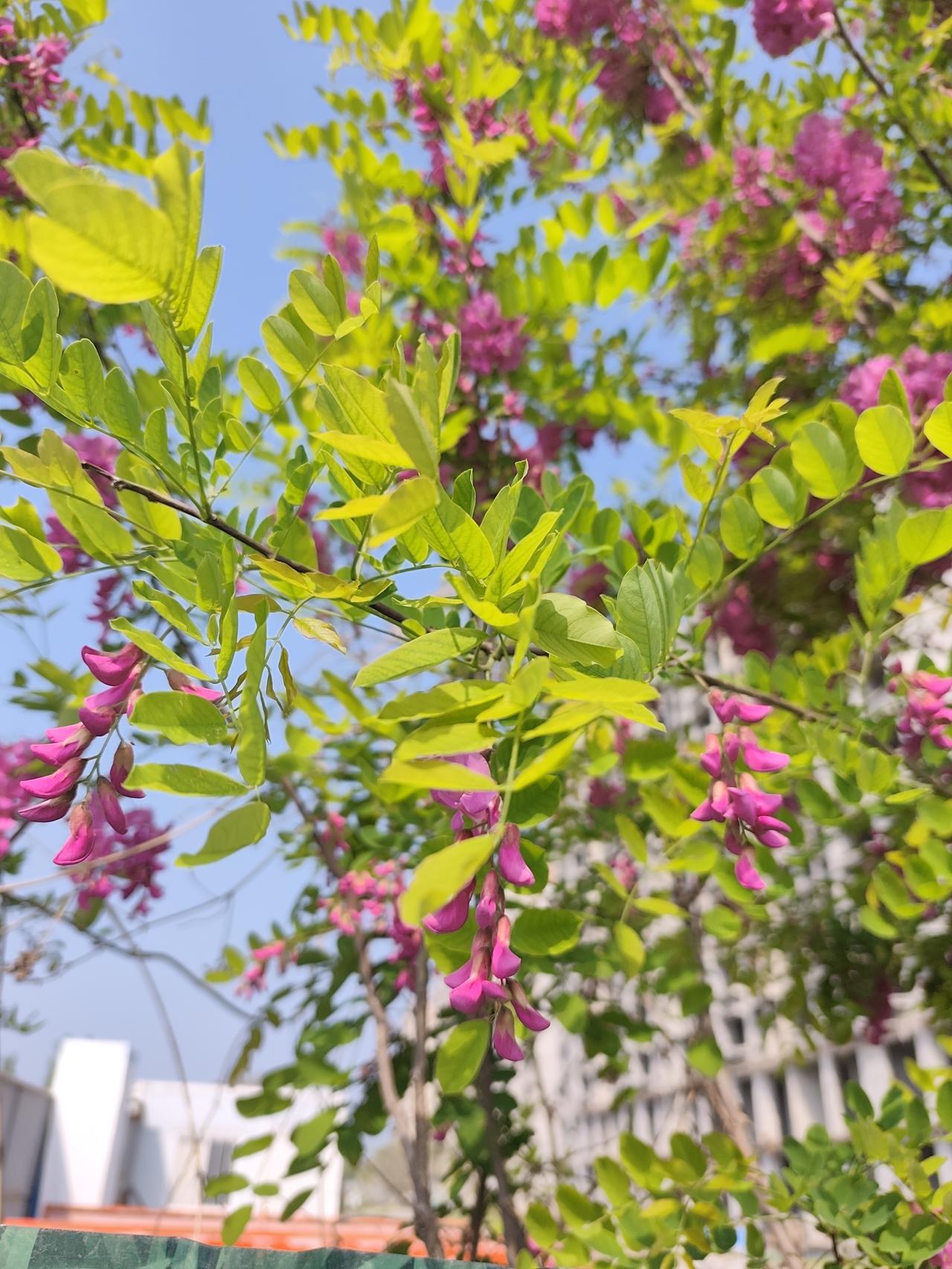 不知名的小花在枝头摇曳，给碧绿的树枝渲染了浅浅的粉色。把春天点缀的更加活泼。