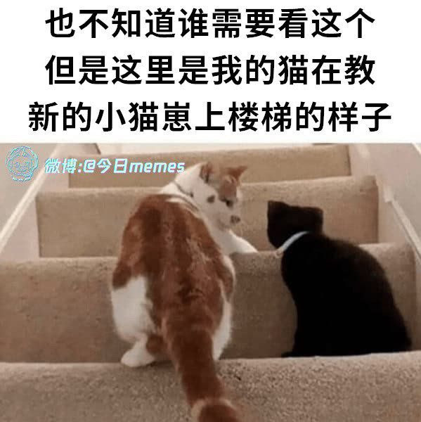 这是翻（9gag）今日meme