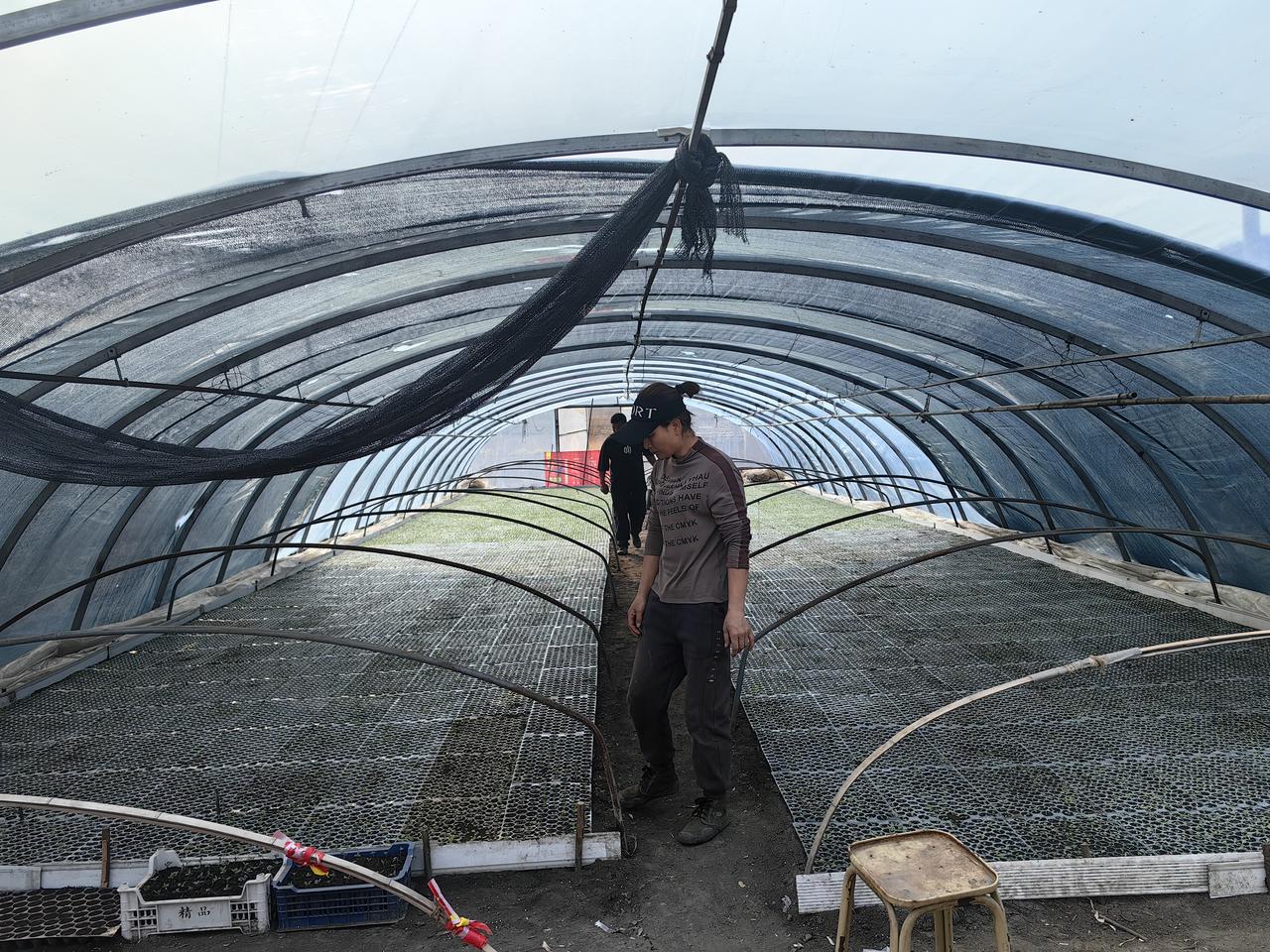 在产业上，每一寸土地都能发挥它最大的价值。特色农产品种植形成规模化、标准化，从种