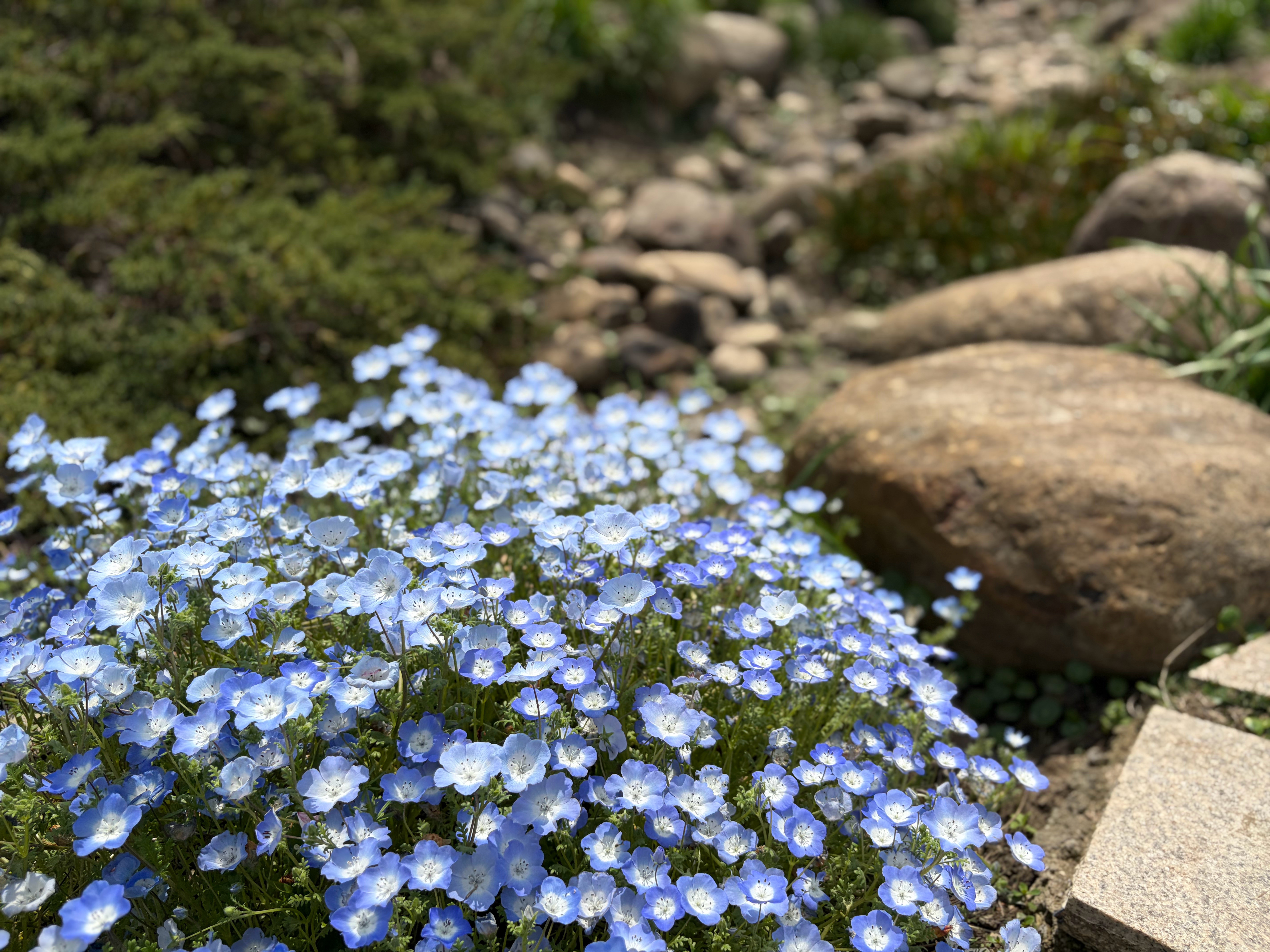 假期最后一天，出来露营了。上海周边的建议可以来辰山植物园，风景好，能滑草，能挖沙