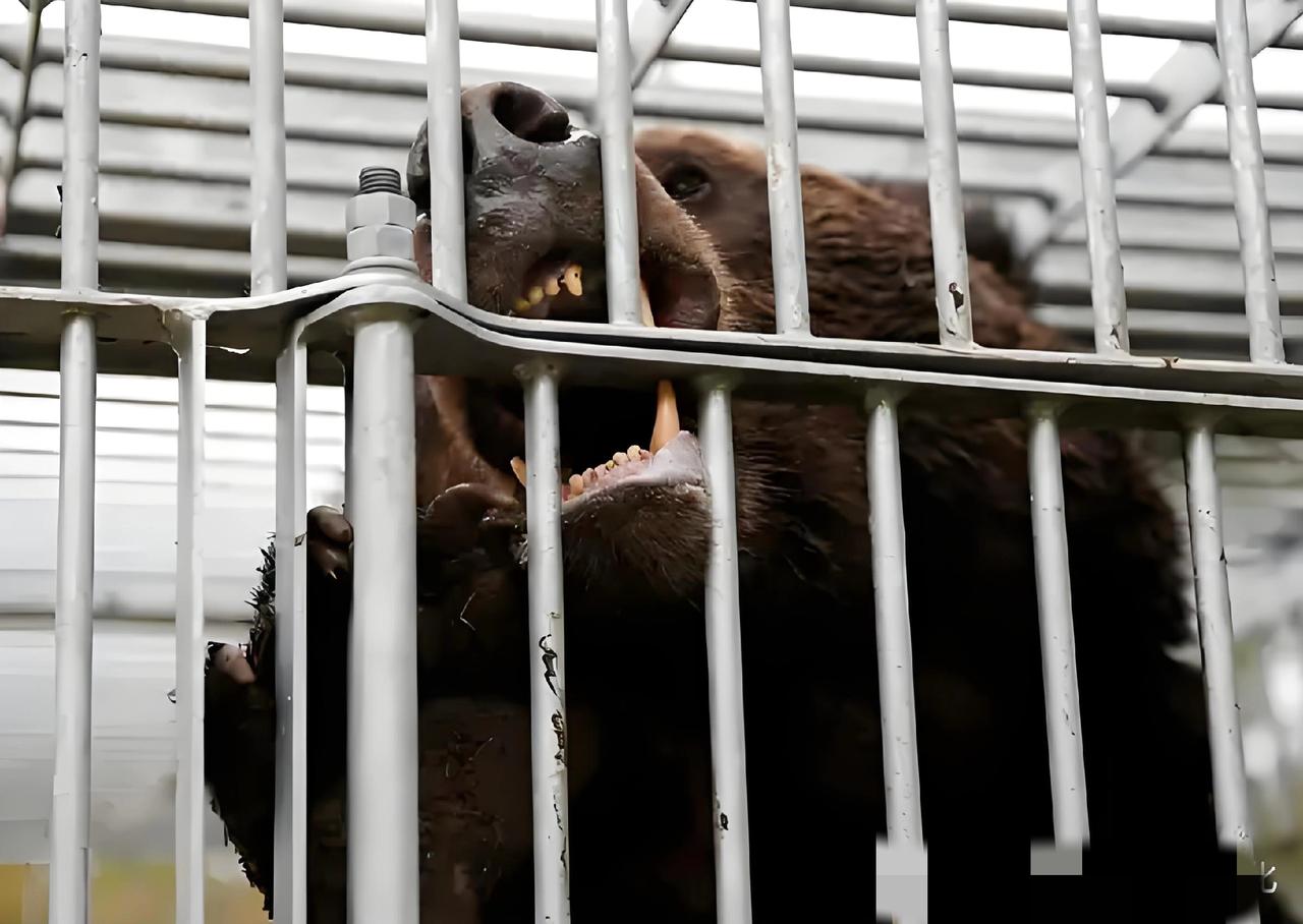 日本疯捕9765头熊！熊尸堆成山，焚烧厂加班到崩溃，人熊大战为何失控？日本