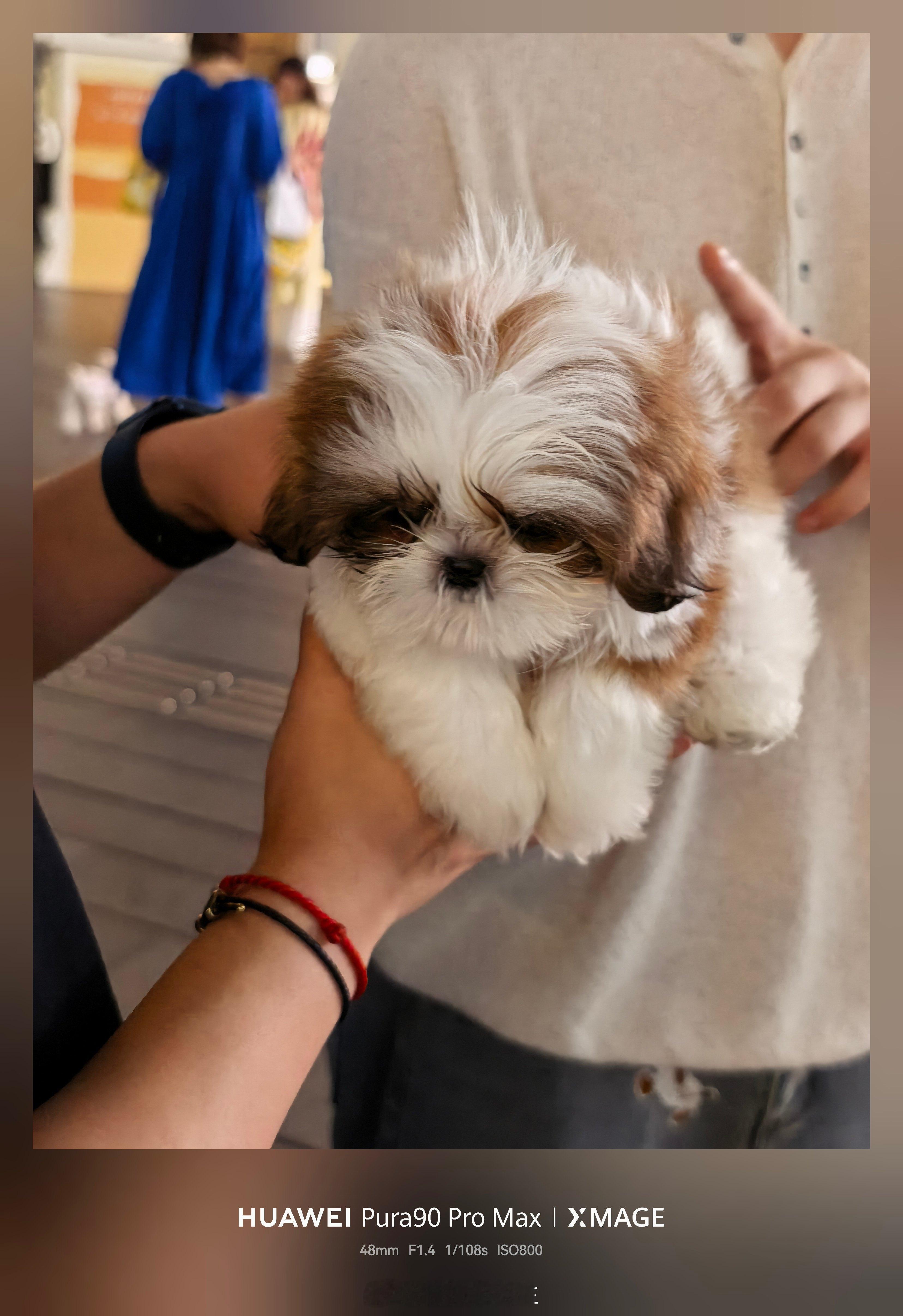 周末保留节目：围观下这些比命都贵的狗狗们