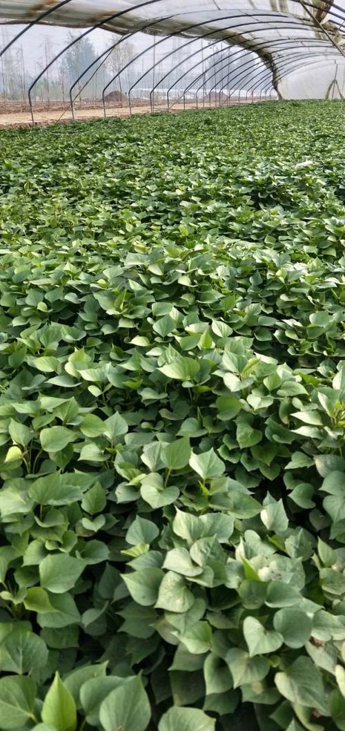 红薯栽培拔苗与剪苗哪个好结论：规模化、高产、防病优先，选剪苗（尤其高剪苗）