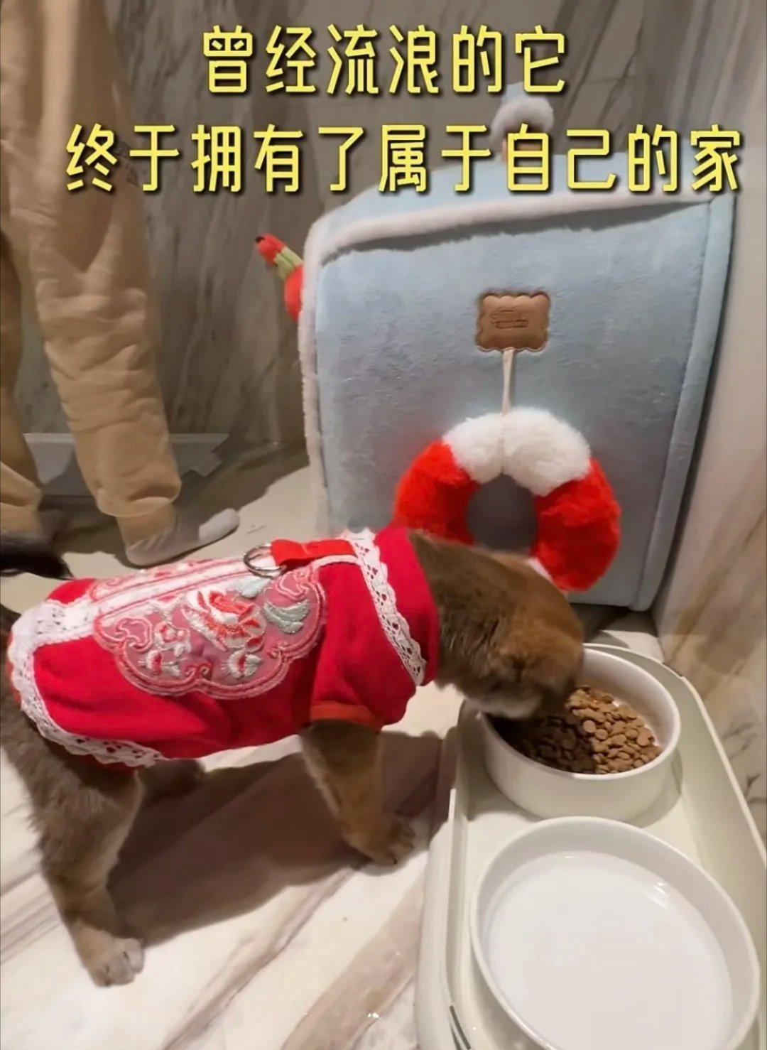 再穷也不能穷狗，冉莹颖一家去领养流浪狗，三个儿子给小狗起名18，大方为小狗买新窝