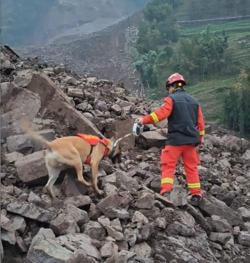 搜救犬赶到滑坡现场！此时此刻他的鼻子就是救人的钥匙，盲目乱挖毫无意义，搜救犬登场