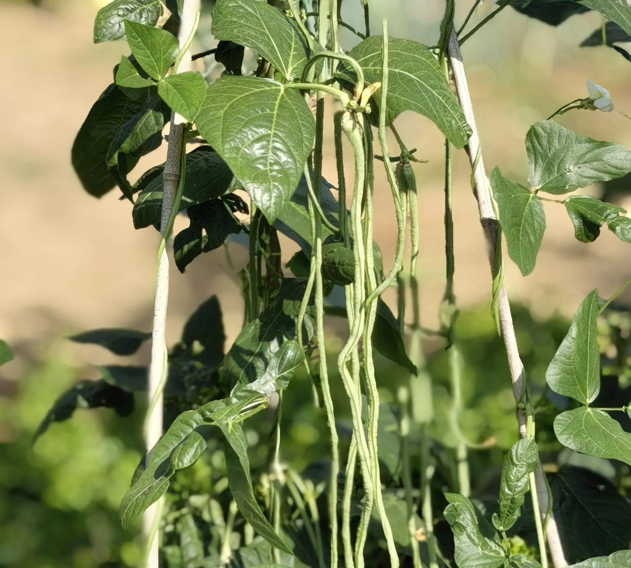 菜豆盛果期要想持续60天以上，记住4条，其中给水管护两条：勤浇水，浇小水；给肥管