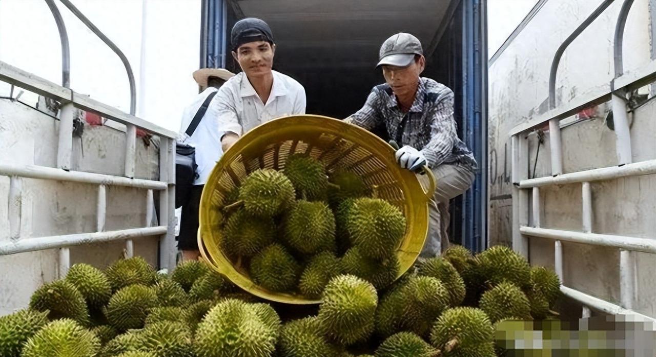 失去中国市场后，大量水果烂在地里卖不掉，现在开始后悔得罪中国榴莲烂在地里，