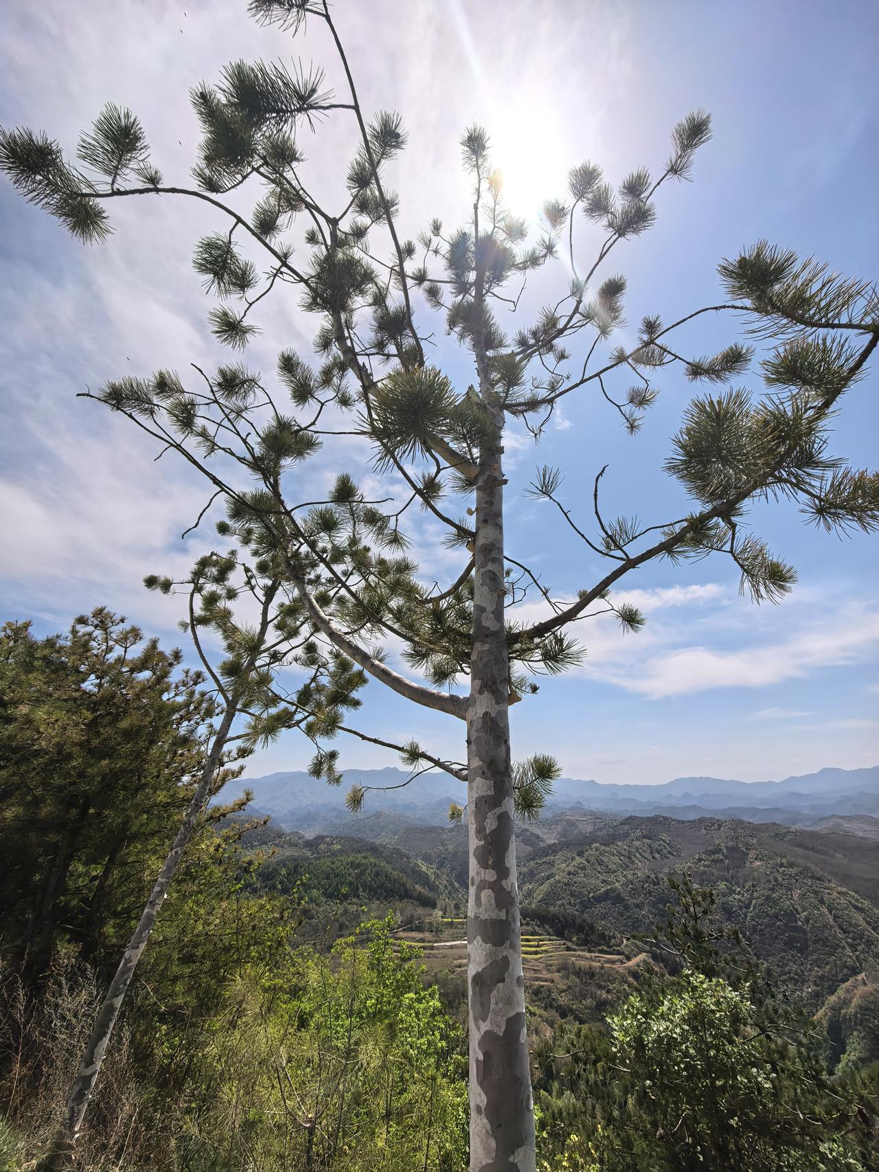 朋友问我的养老金是多少？我没说，先问她的是多少？朋友说她是企业退休，养老金只