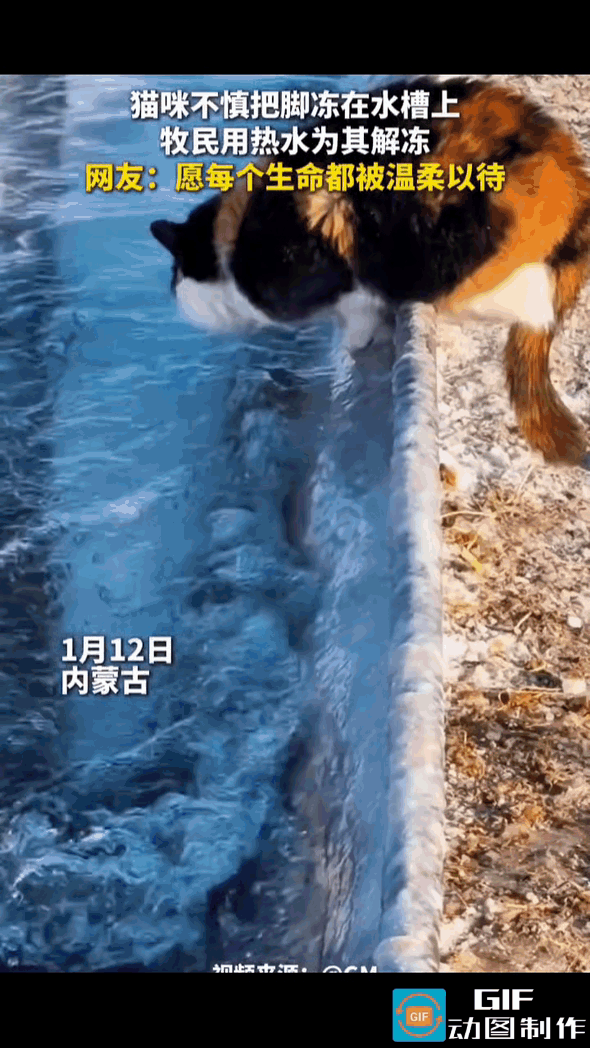 猫咪趴在冰凉的水槽上喝水，脚居然被冻在水槽上无法动弹。幸亏牧民拿热水来为其解冻