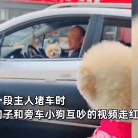 难道狗狗也着急回家！男子的车堵路上堵了半小时，两个可爱的狗子隔窗吵架29