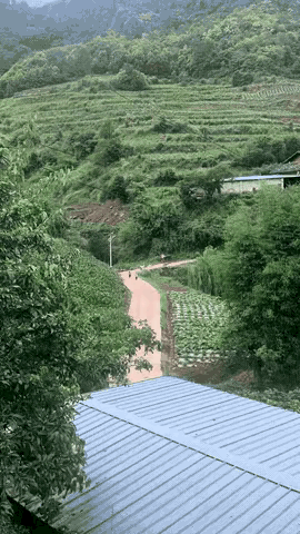 四川一户农家，端午前包好了满满一篮粽子，妈妈打发两个孩子给村那头的爷爷奶奶送过去