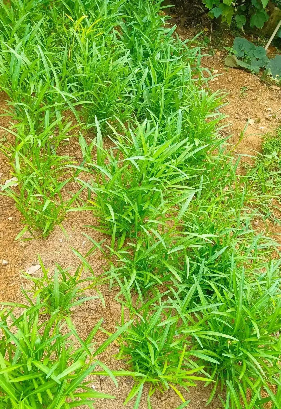 四川达州这场婚宴，算是把人情世故的遮羞布给扯下来了摆了120桌，收了68万礼金