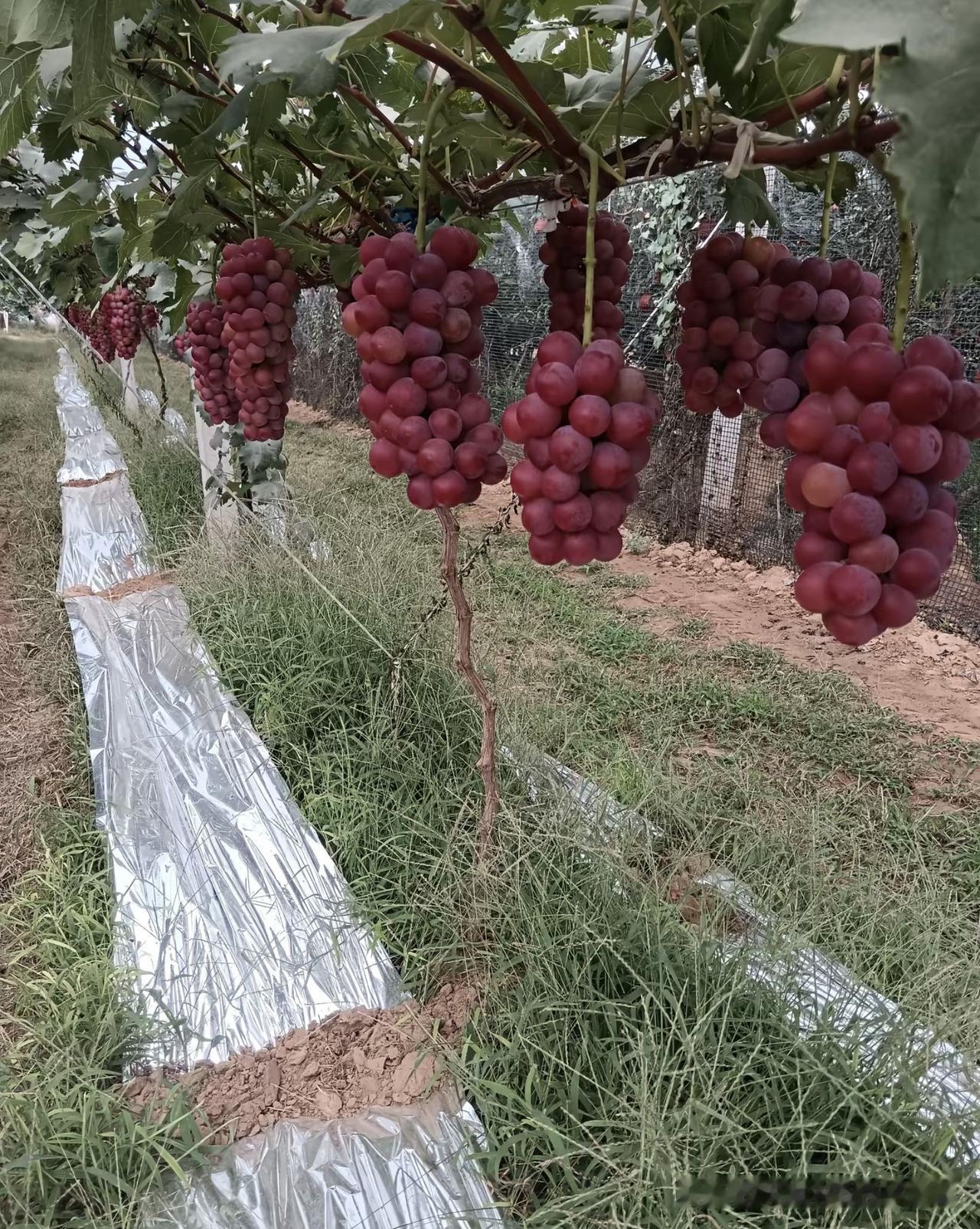 为什么打了除草剂还是杂草丛生?打了除草剂却依旧杂草丛生，这是很多种植户和园艺爱好