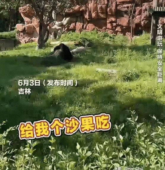 太有灵性了！吉林，女子去动物园玩，路过猩猩园时，竟然发现里面有沙果树，她突发奇想
