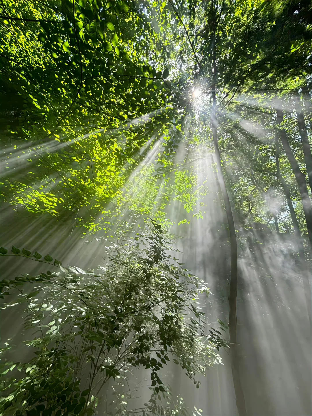 脾气滞多痛，脾气虚多胀，脾阳虚多泻