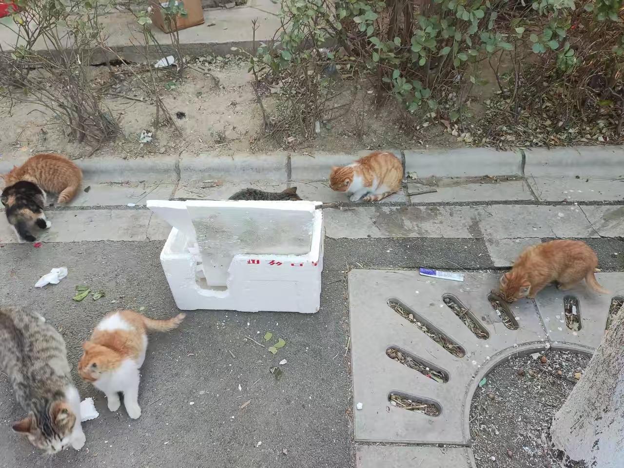 别人喂流浪猫是伪善，只是感动自己。看不得流浪猫狗受苦受难，这与爱不爱没有关系，是