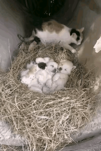 流浪猫外出觅食时见到两只没满月的小狗失去了妈妈就带回自己窝里一起喂养，真是太感人