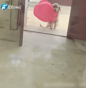 叨了个孔明灯匆匆跑回来，还赶紧把门关上了。好家伙，这狗子成精了！一看叼回来的