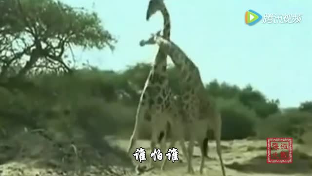 9859424634234309792.jpeg?id=0