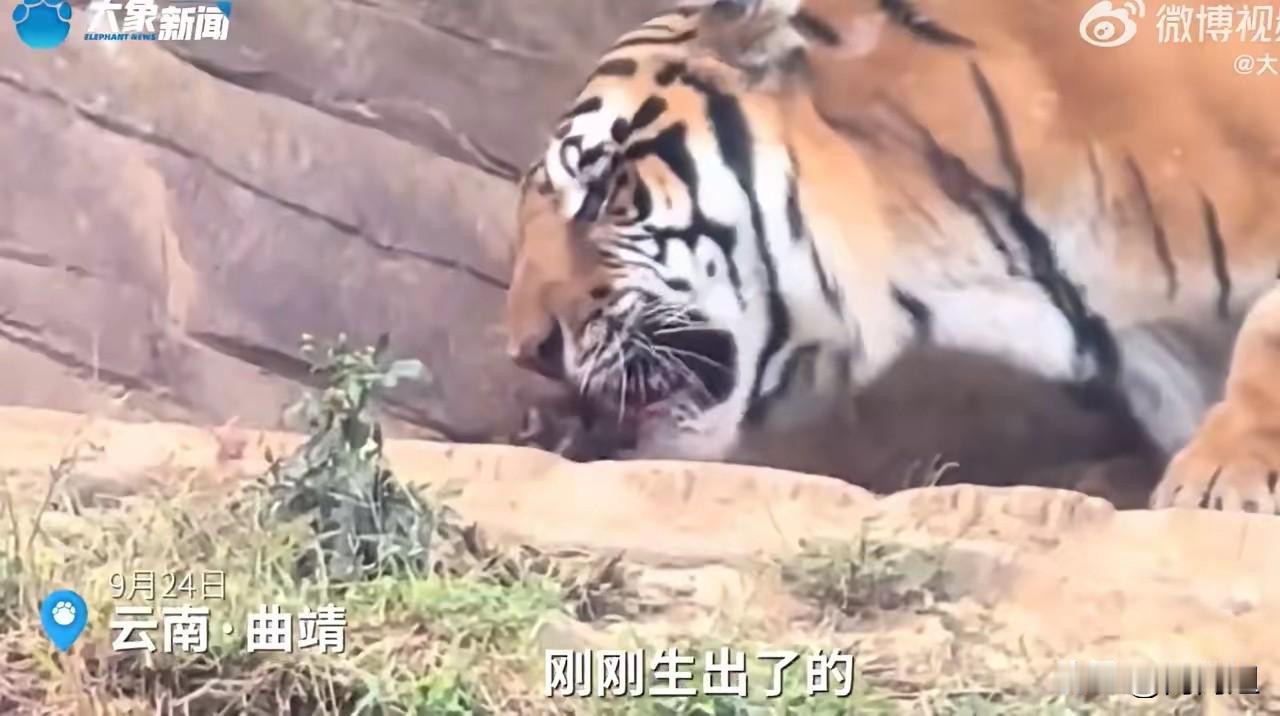 动物本能！云南曲靖，女子去动物园看老虎，意外看到了老虎产子，可让她没想到的是，