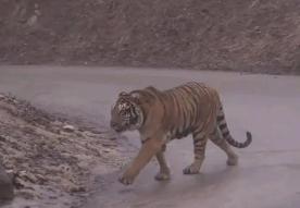 2021年，韩国引进一头雌性中国东北虎，却不料，刚入虎园就受到本土虎联合攻击，东