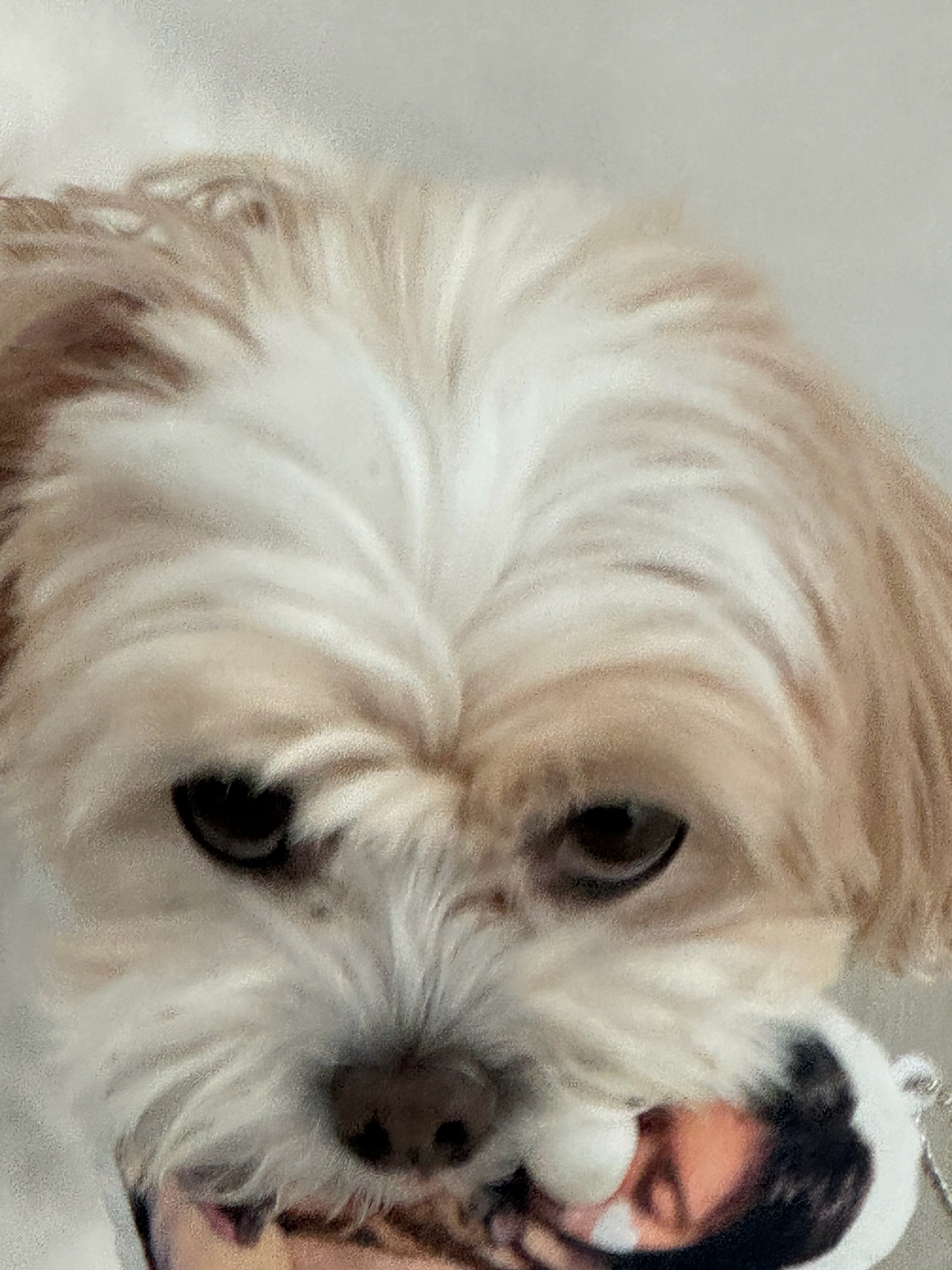 扎特可爱丝了