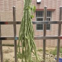 我在楼上房间收拾东西，突然，听到楼下有人在喊：有人在家吗？“有！”我一边应着